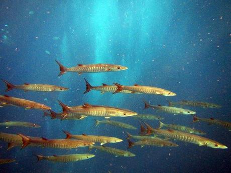 Spectacular Richelieu rock- barracuda