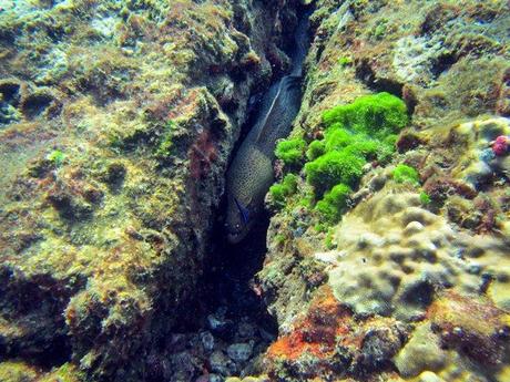 Giant moray eel