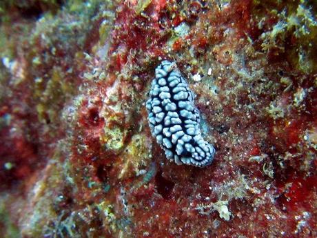 Spectacular Richelieu rock- nudibranch