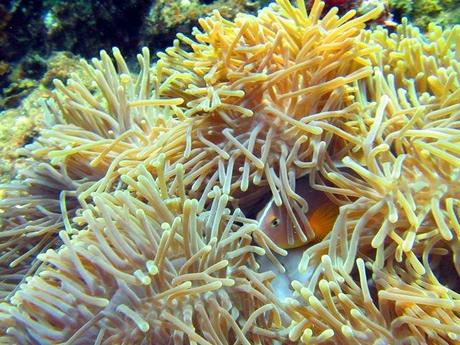 Spectacular Richelieu rock- anemonefish