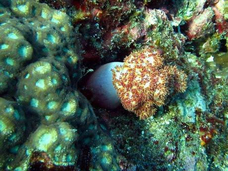 Spectacular Richelieu rock- soft corals