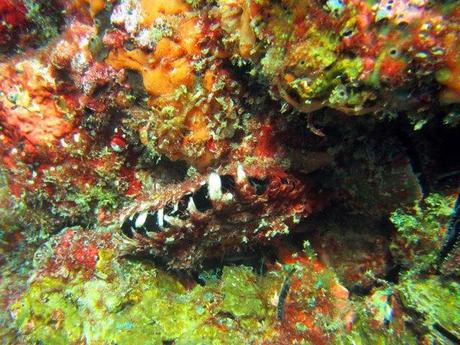 Spectacular Richelieu rock- clam