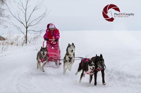 cannington, Dog Sled Races, Ontario, mush, musher, snow dogs, siberian husky, winter sport, snow,