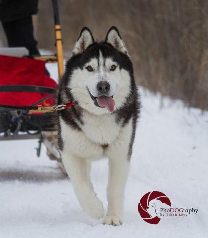 Cannington, Dog Sled Races, Ontario, mush, musher, snow dogs, siberian husky, winter sport, snow,