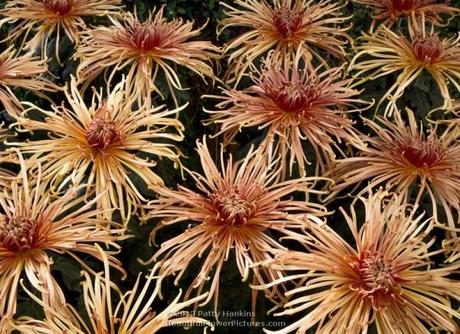 Zaryah Spider Mums © 2013 Patty Hankins