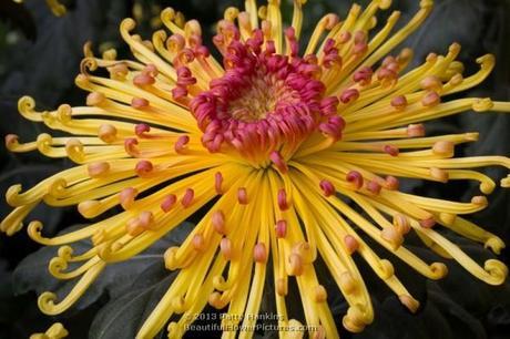 A Few More Spider Mums Lava Spider Mum © 2013 Patty Hankins