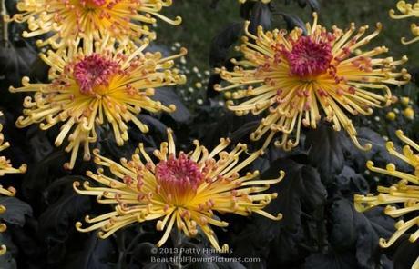 A Few More Spider Mums Lava Spider Mum © 2013 Patty Hankins