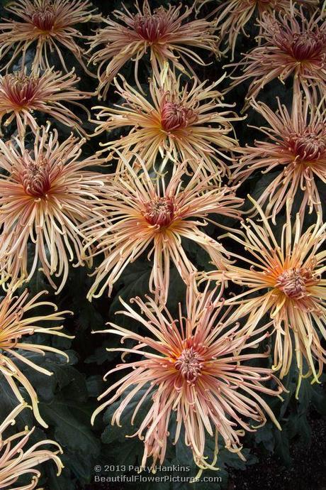 A Few More Spider Mums Zaryah Spider Mums © 2013 Patty Hankins
