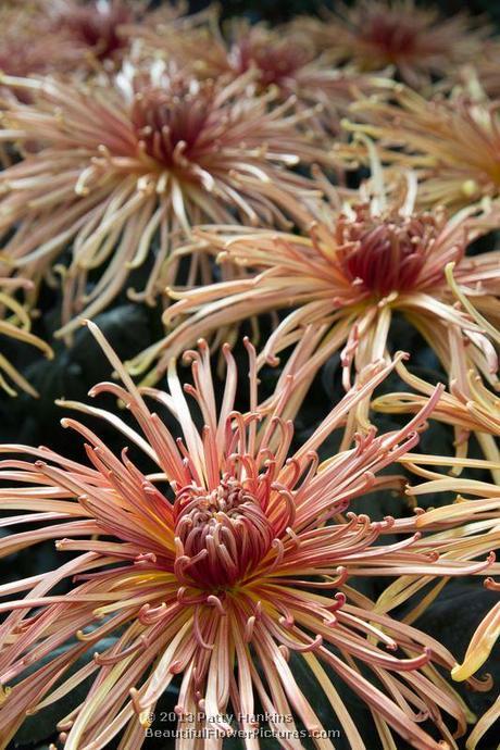 A Few More Spider Mums Zaryah Spider Mums © 2013 Patty Hankins