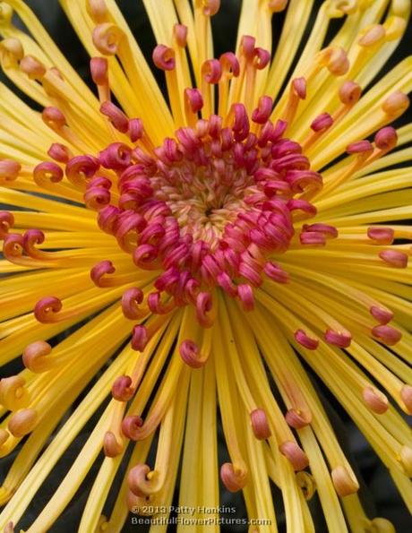 Lava Spider Mum © 2013 Patty Hankins