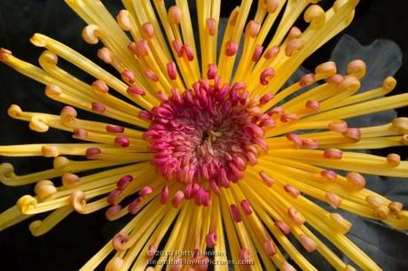 Lava Spider Mum © 2013 Patty Hankins