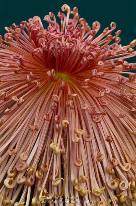 A Few More Spider Mums Senlzyo Kenshin Spider Mum © 2013 Patty Hankins