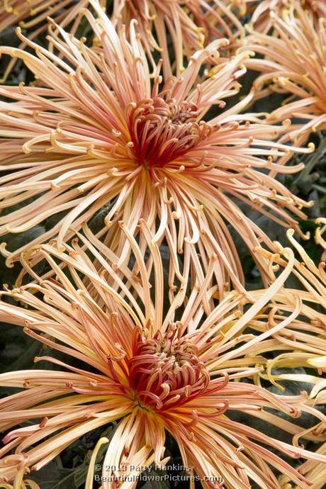 Zaryah Spider Mums © 2013 Patty Hankins