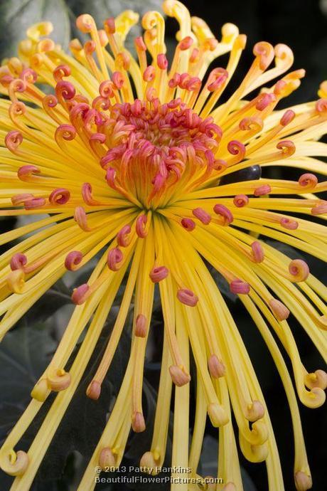A Few More Spider Mums Lava Spider Mum © 2013 Patty Hankins
