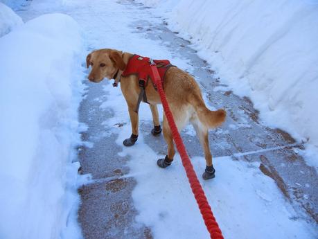 Ruffwear Summit Trex Boots: First Impressions