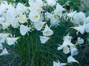 Narcissus Cantabricus (and Other Winter Lovelies)