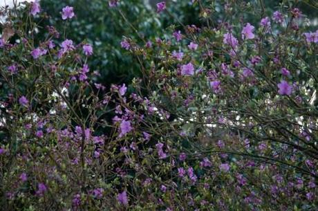 Rhododendron dauricum Midwinter
