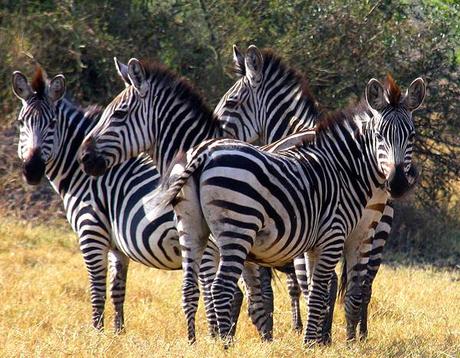 Zebras