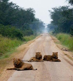 Lions on the road
