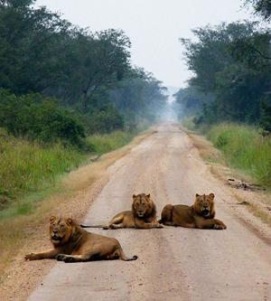 Lions on the road