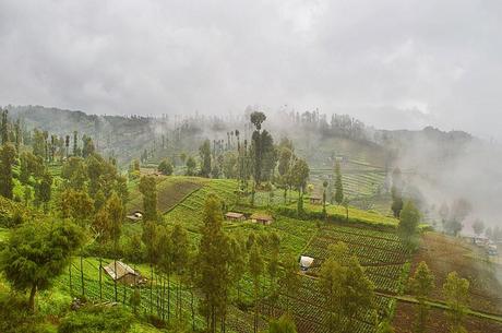 Desa Ngadas: The Village Above the Clouds