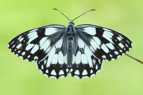 Melanargia Galathea, Demi-Deuil, Marbled White