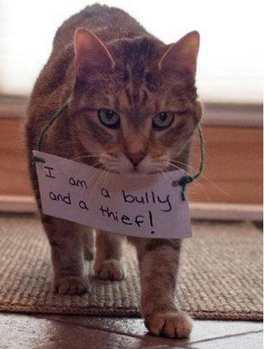 The World’s Top 10 Funniest Examples of Cat Shaming