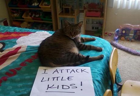 The World’s Top 10 Funniest Examples of Cat Shaming