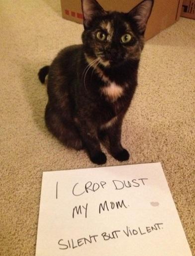 The World’s Top 10 Funniest Examples of Cat Shaming - Paperblog
