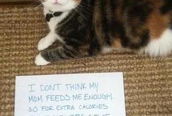 The World’s Top 10 Funniest Examples of Cat Shaming - Paperblog