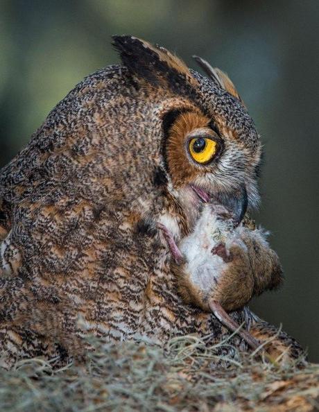 Great-Horned-Owl-with-Mouse