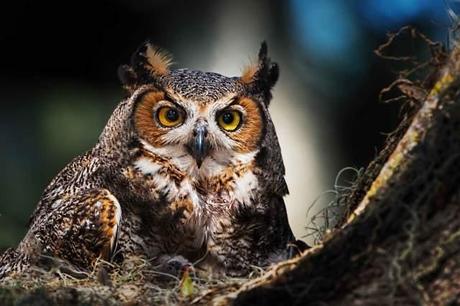 Great-Horned-Owl-in-St-Cloud-FL