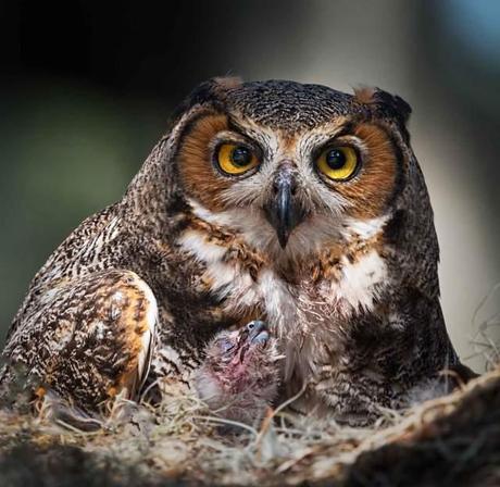 Female-Great-Horned-Owl-with-Owlet