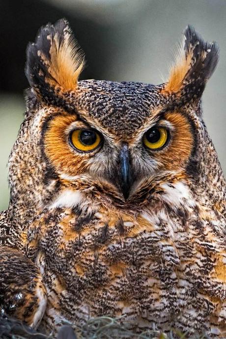 Great-Horned-Owl-Stare