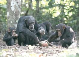 Chimps cracking nuts