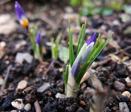 Crocus sieberi tricolor