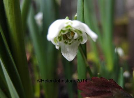 Galanthus nivalis f. pleniflorus 'Flore Pleno'