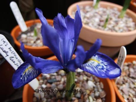 Iris histriodies 'Lady Beatrix Stanley'