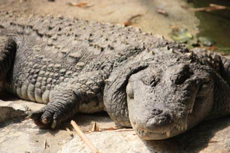 Taken in November of 2013 at the Mysore Zoo