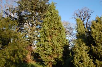 Juniperus drupacea (30/12/2013, Kew Gardens, London)