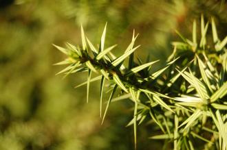 Juniperus drupacea Leaf (30/12/2013, Kew Gardens, London)