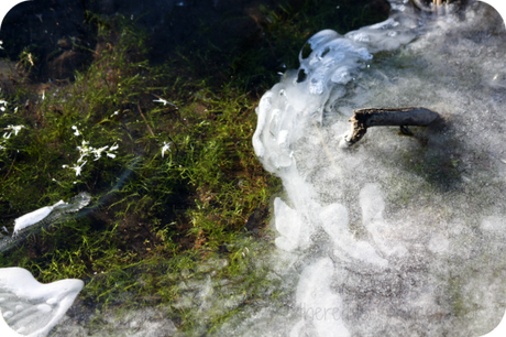 moss under ice