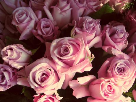 Pink Valentine's Day Roses