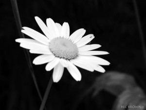 Black-and-white-daisy-flower