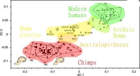 The X axis is face size, from chimp-like (left) to human-like (right). The Y axis is brain size, from chimp-like (bottom) to human-like (top)