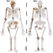 The juvenile (left) and adult (right) Australopithecus sediba which were analysed in this study