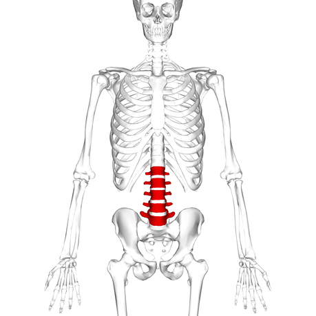 Spinal Movements: How to Keep Your Spine Safe
