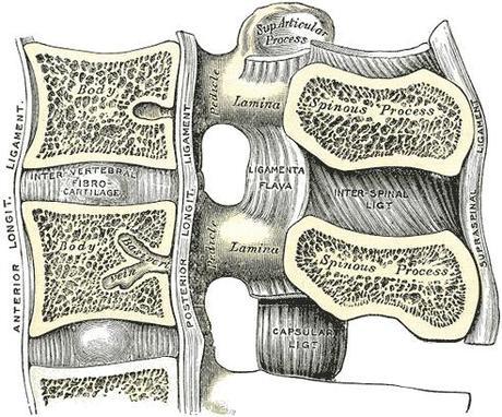 Spinal Movements: How to Keep Your Spine Safe