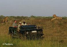 Tormenting Lions For TV Spectacle Animal Planet By Dr Luke Hunter, Panthera