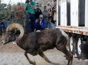 10th Bighorn Sheep Dies Mountain Near Tucson